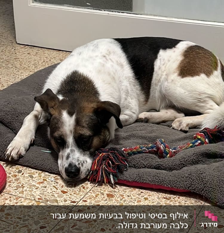 כלב שוכב על שמיכה עם צעצוע חבל צבעוני